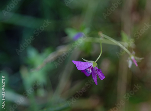 Meadow geranium (lat. Gerаnium pratеnse) with dew drops, after rain close-up. Lilac flowers in the field