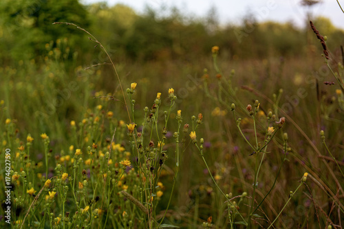 Blooming summer meadow. Meadow flowers in the field
