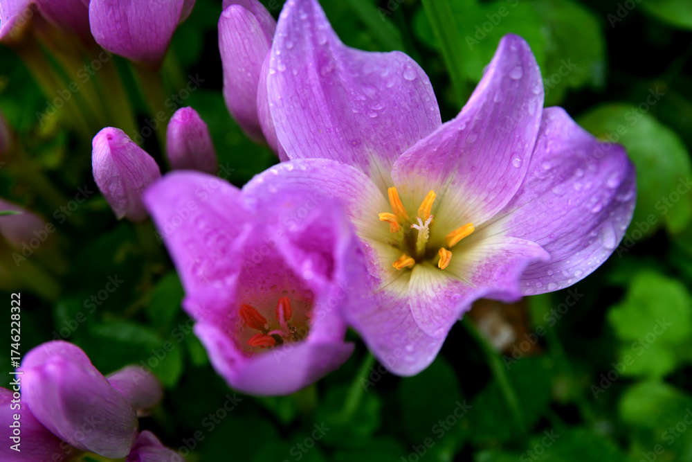 Naklejka premium Purple flowers of autumn crocus on the meadow. Colchicum autumnale