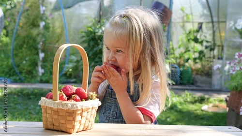 Little child girl eats strawberries from a basket in summer