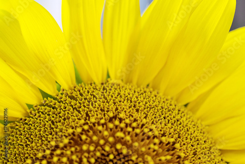 Sunflower macro photo. A close-up of a bright sunflower.