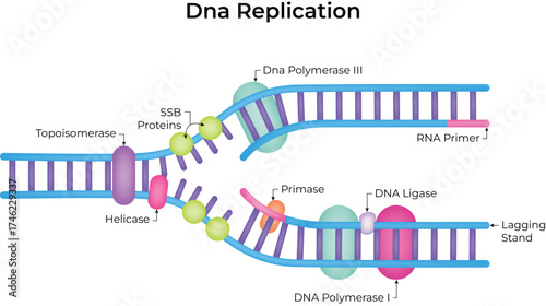 DNA Replication Process diagram vector illustration