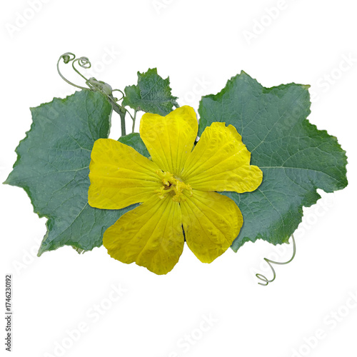 yellow flower with leaves isolate background, Luffa cylindrica yellow flower isolate background.