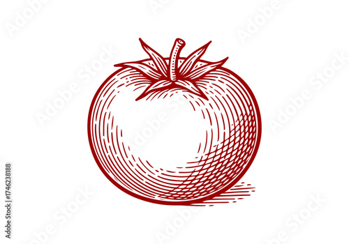 Tomato hand drawn sketch vector illustration