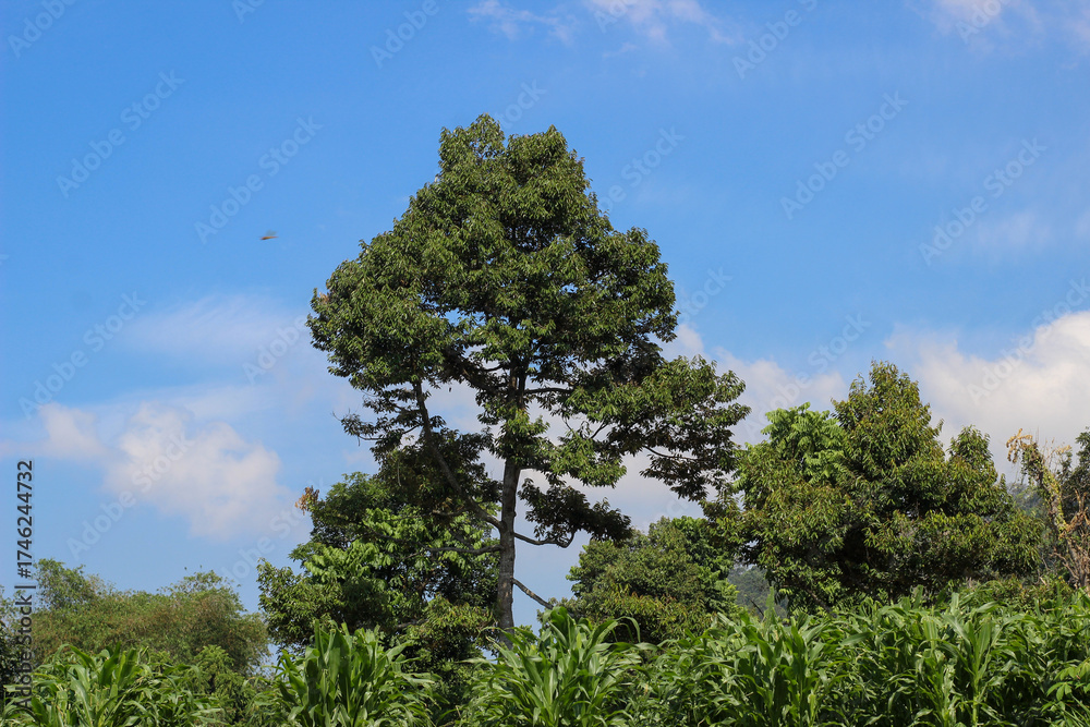 Fototapeta premium Natural outdoor scene with blue sky, scattered clouds, dense green vegetation, and tall trees. Peaceful landscape ideal for nature, agriculture, or environmental themes.
