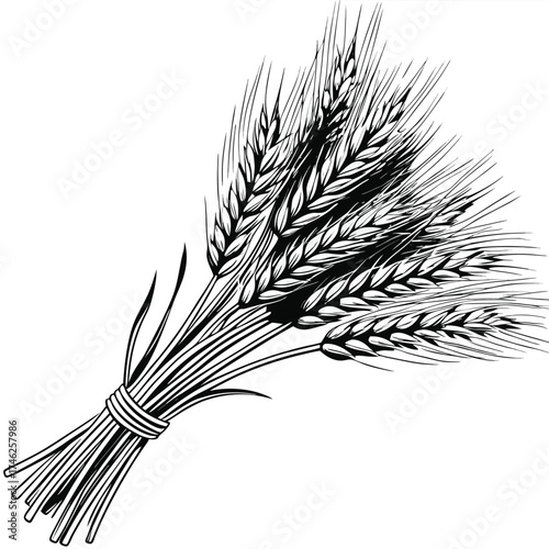 A detailed illustration of a bundle of wheat stalks tied together