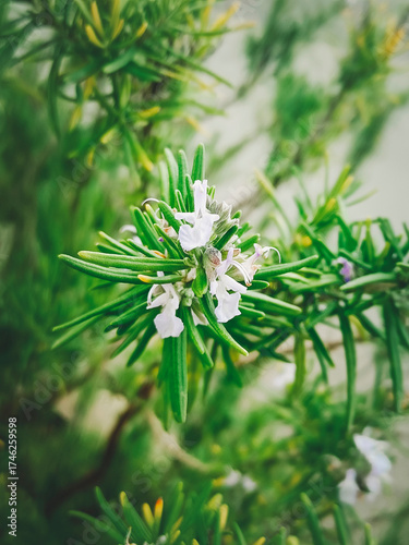 Flowering rosemary bush. Close-up, selective focus. Vertical photograph.