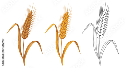 Three illustrations of ripe wheat stalks with grains and leaves. One is a black and white line drawing.