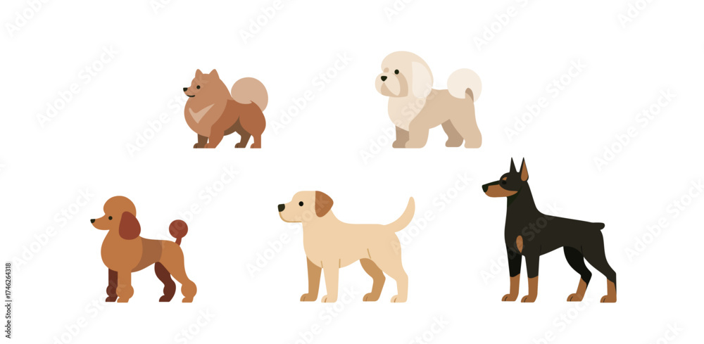 Obraz premium Variety of dog breeds in illustration style - pomeranian, bichon frise, poodle, labrador and doberman
