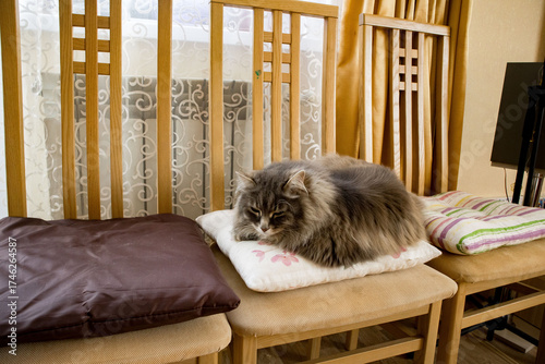 Cozy cat resting on cushions placed on wooden chairs in a warm and inviting room with soft, natural light filtering through a window