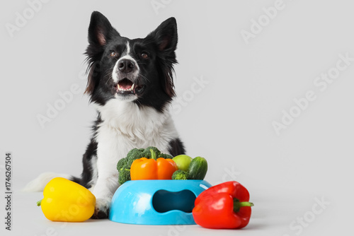 Border Collie dog with feed...