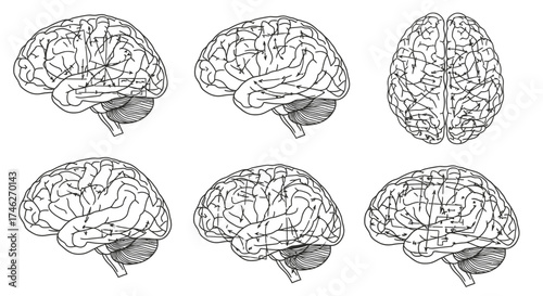 Vector art of human brain anatomy shown from different angles in a hand drawn style for medical or educational purposes