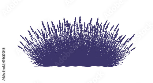 A lush bunch of purple lavender stalks with delicate spikes and fragrant blooms against a clean backdrop