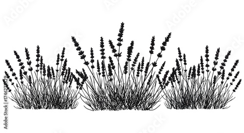 Delicate black and white line art lavender sprigs bundle natural botanical elements for elegant design applications