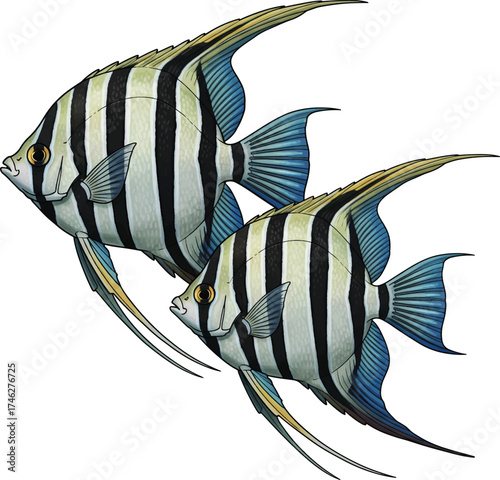 Fish cartoon vector illustration on pure white background