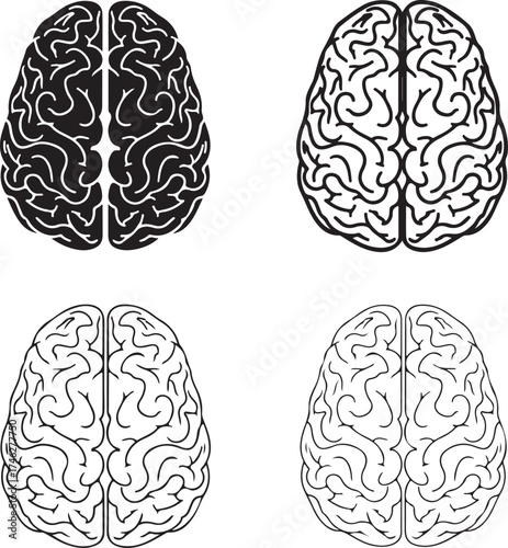 Four brain illustrations showcasing detailed convolutions on transparent background silhouette