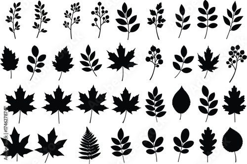 Autumn leaves silhouette set with maple oak fern and berry branches, botanical vector collection for seasonal design, crafts and decoration