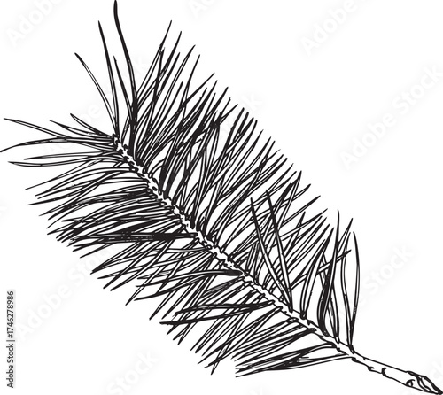 Vector illustration of a pine branch. Part of the coniferous tree is manually painted with ink and a pen. Suitable for Christmas design, festive invitations, postcards, packaging, for winter design