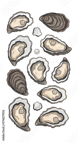 Illustration of oysters both open and closed with small salt grains.