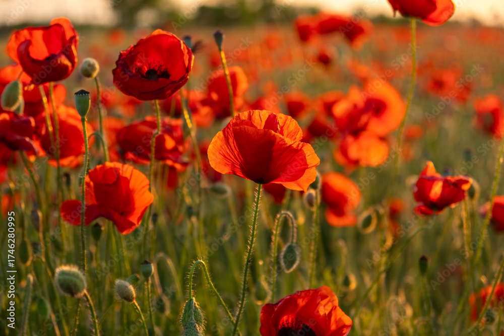 Obraz premium Poppies field sunset. Bright scarlet flowers in the orange sunset light. Warm atmospheric summer landscape. Natural background for design, wallpaper, paintings. Wild wildflowers in the setting sun