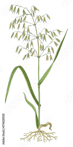 Forage grass for pasture and hay vector set