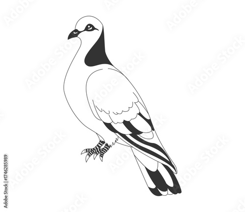 vector illustration of a bird