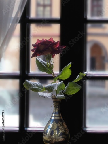 Lonely black rose in the window