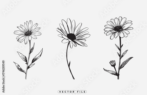 Delicate black and white botanical illustration of three daisy flowers