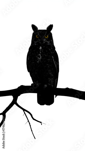 Silhouette of a majestic owl perched on a tree branch against a stark white background.