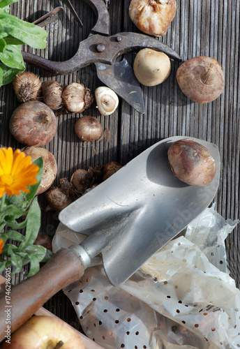 view directly above on bulbs put on a small shovel  next to other bulbs on a ...