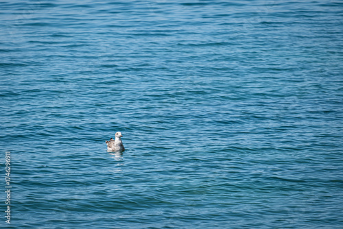 A seagull. Swimming calmly in the sea, alone.	
