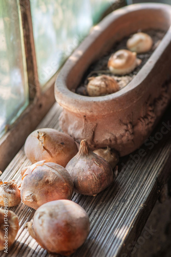 flower bulb placed on a plank and a decortive flowerpot full of dirt placed n...
