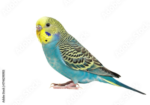 Schilderij op canvas Beautiful budgerigar isolated PNG, small parrot with blue and yellow plumage on