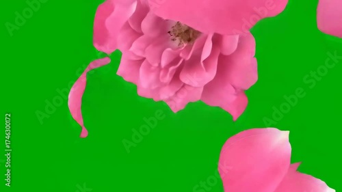 Pink Rose Petals Falling Gracefully on Green Screen Background.