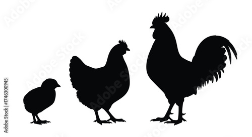 Chicken chick hen rooster silhouettes vector