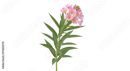 Foto Isolated pink oleander flowering plant sprig on a plain background, blossom, flo