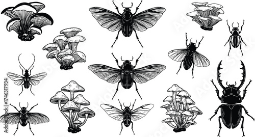Mushroom and insect silhouette set, black and white nature clipart, botanical fungi drawing, flying bug vector illustration, entomology art