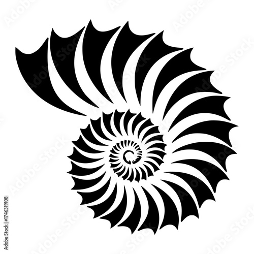 Minimalist explore black and white nautilus shell illustration for sea life art and spiral pattern graphic design projects vacter Vacter