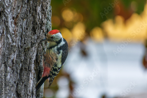 woodpecker on a tree