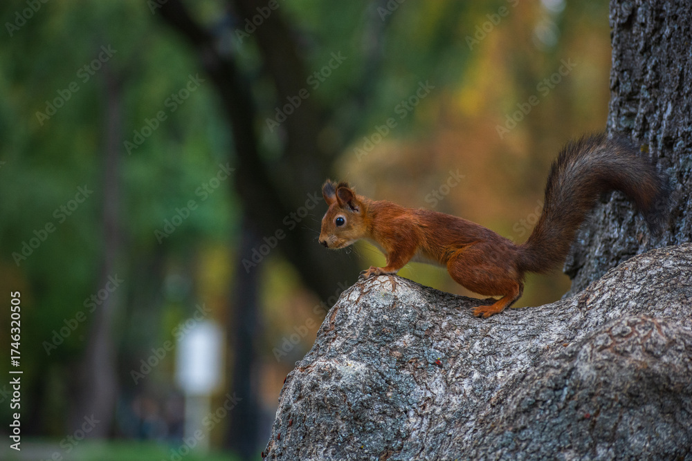 Fototapeta premium squirrel in the park