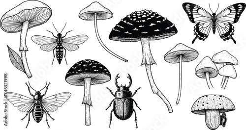 vintage mushroom and insect illustration, detailed forest nature drawing, botanical beetle and butterfly sketch, black and white artwork