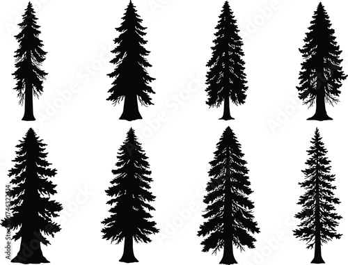 Set of eight pine and fir tree silhouettes with dense branches, black evergreen forest vector illustration design on white background nature concept