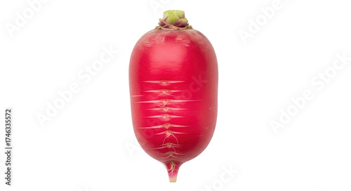Isolated red radish with rootlets and green shoot, grown vegetable, healthy food diet