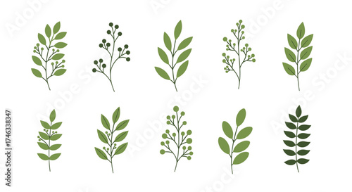 A collection of simple green leafy branches with berries.