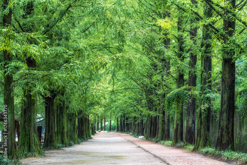 Obraz premium Damyang Metasequoia Road