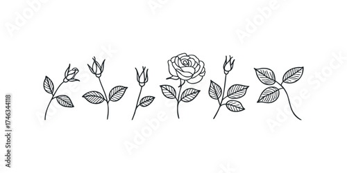 Line art collection of rose buds and leaves