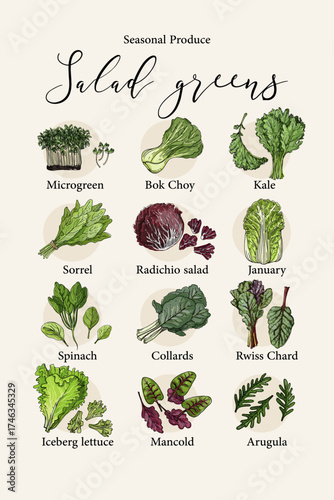 Vector illustration of seasonal salad greens. Hand-drawn botanical set featuring microgreens, kale, bok choy, spinach, lettuce, chard, and other leafy vegetables.