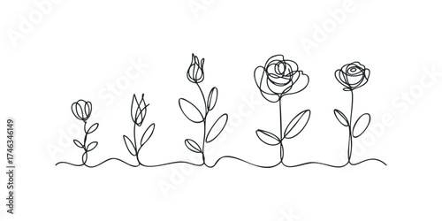 Continuous line drawing of a plant growing into a rose