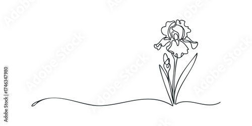Single line drawing of an iris flower with bud