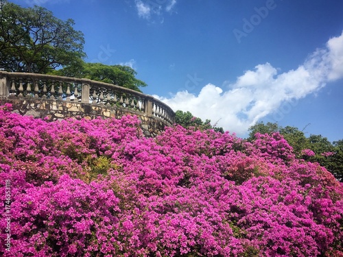 Photography Vibrant Bougainvillea blossoms cascading down a hillside with balustrade in Telo